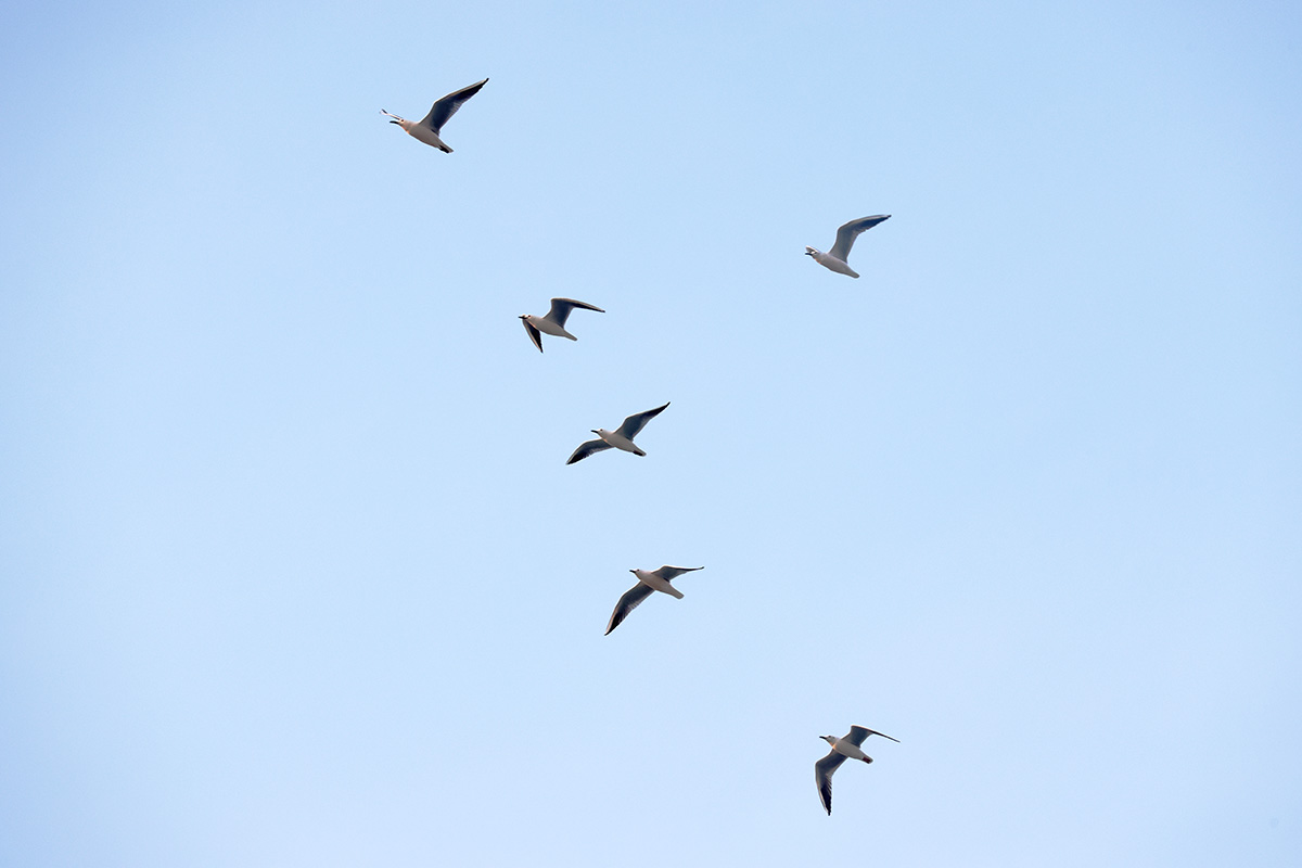 Slender-billed Gulls